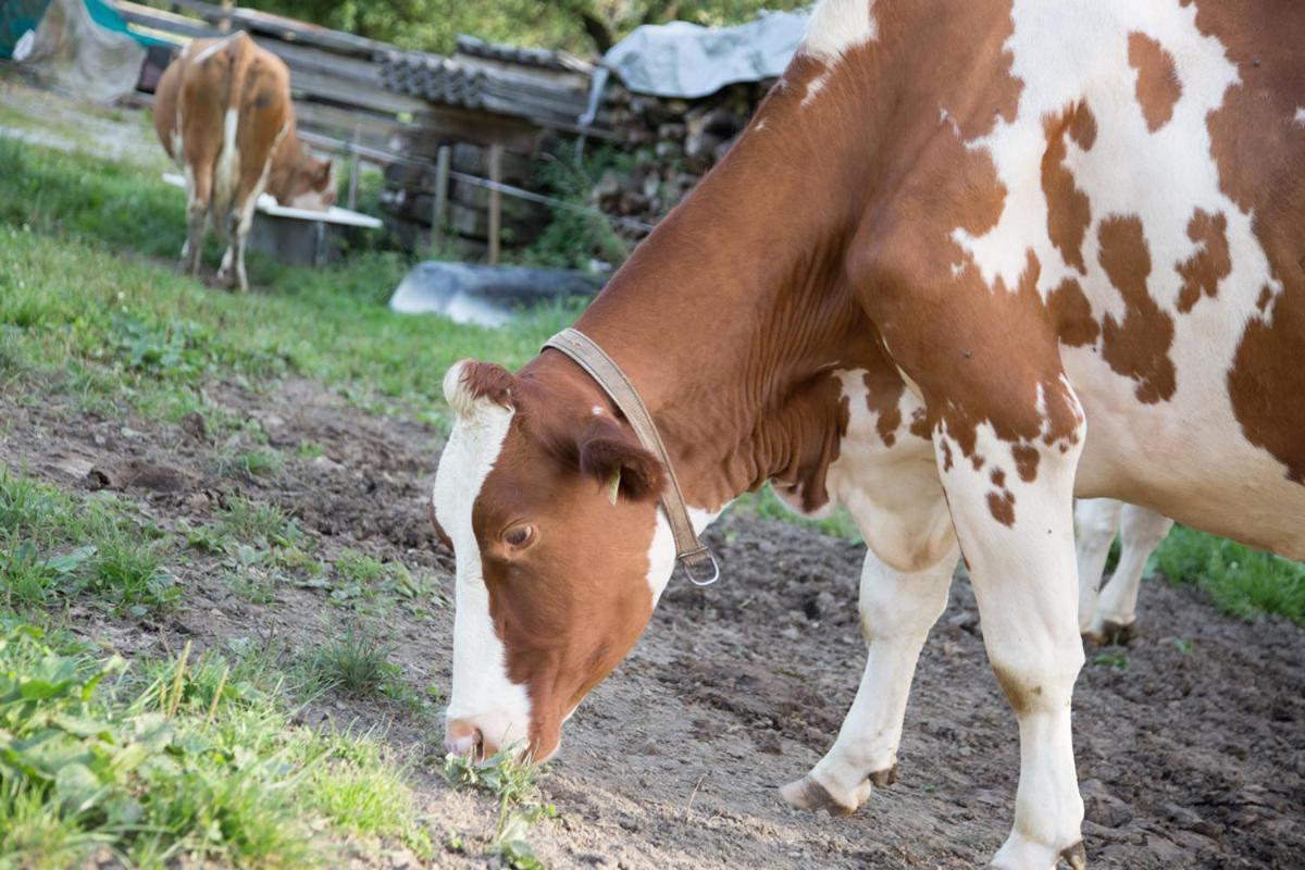 Bio-Bauernhof Einberghof Lejlighed Pfarrwerfen Eksteriør billede